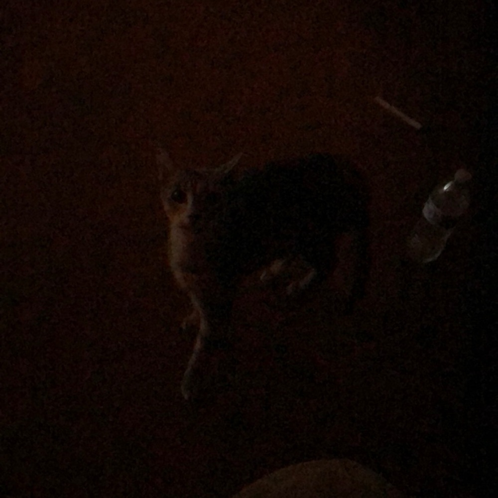 Babe the kitty